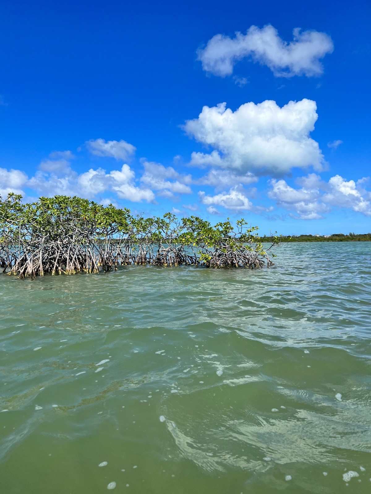 BRON Celebrates World Wetlands Day ZNS BAHAMAS