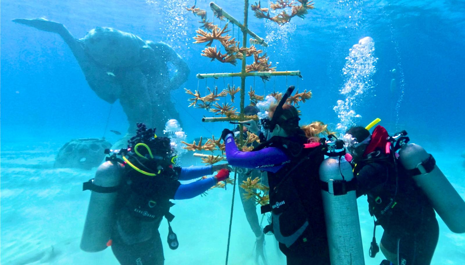 2026 Outplanting Initiative Strengthens The Bahamas’ First Line of Defense Against Climate Change